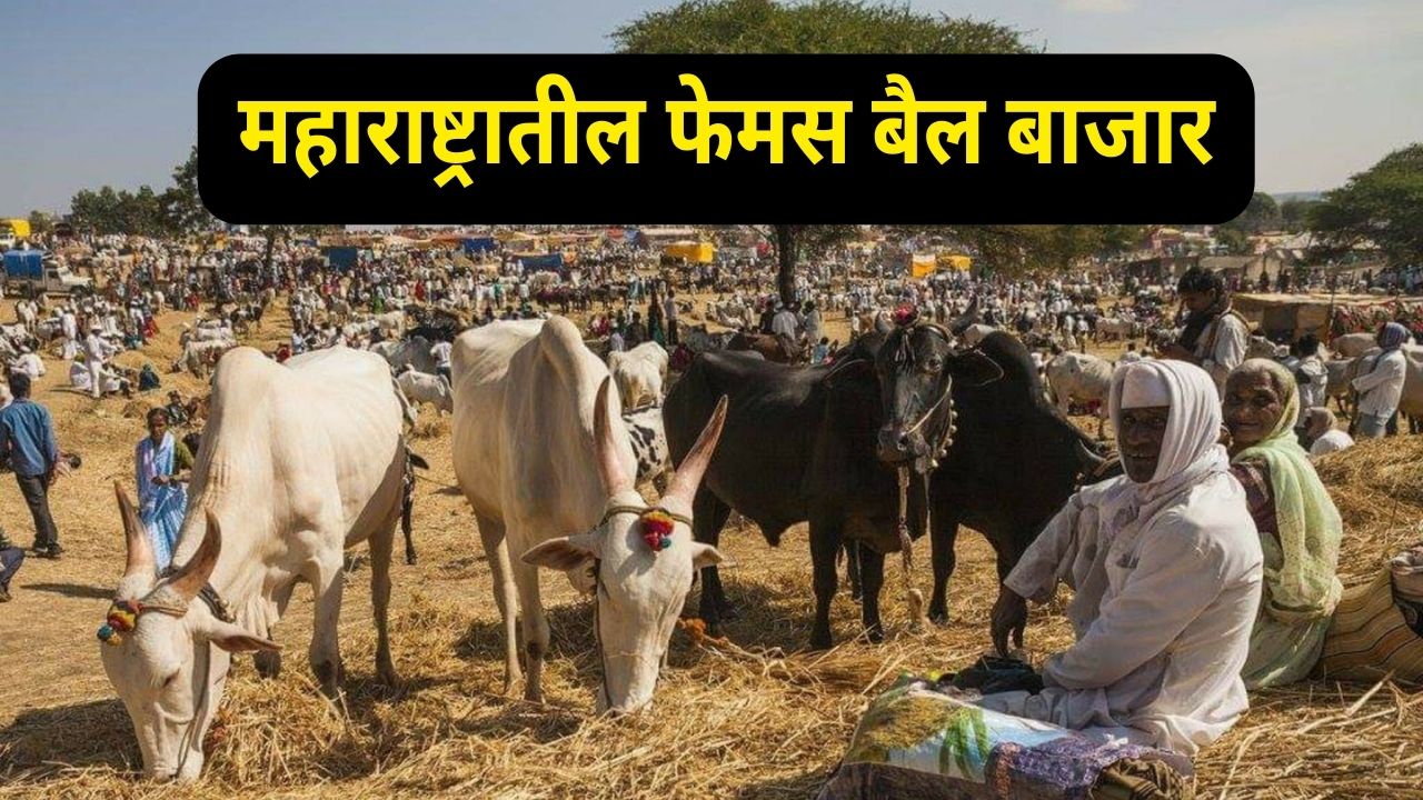 Bull Market Maharashtra