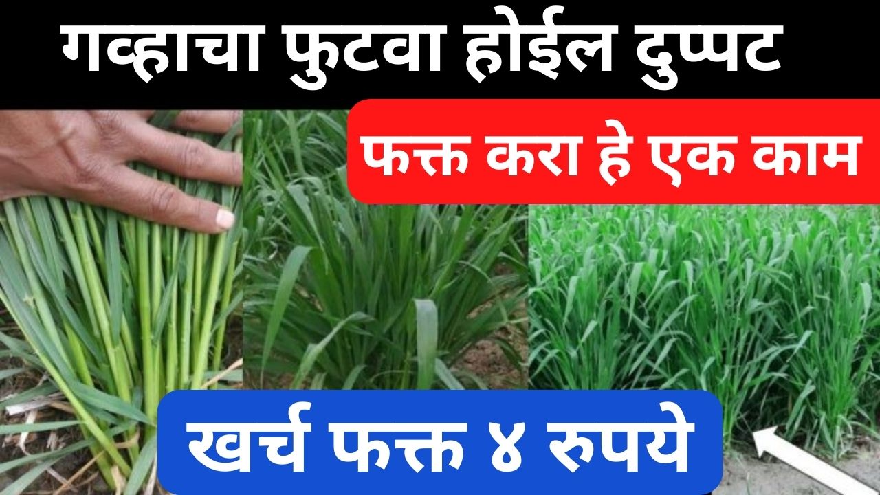 Increase wheat production by only 4 rupees